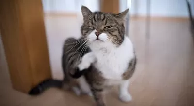 6 домашних средств от блох на котах